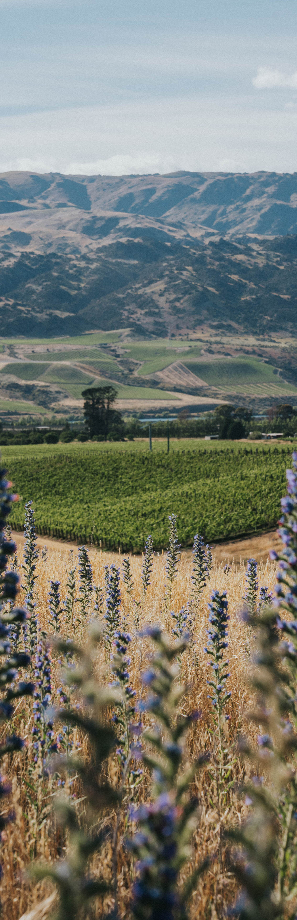 Eternal Reserves 750ml 3 Pack