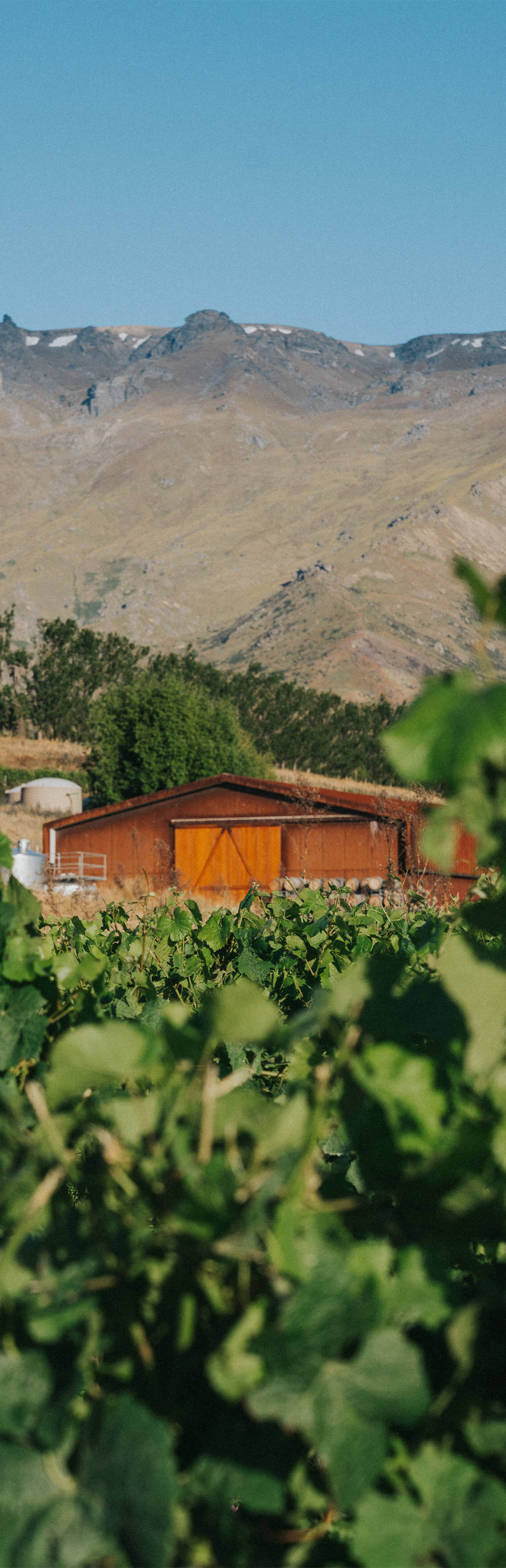 Enduring Cellar Pinot Noir 750ml 6 Pack