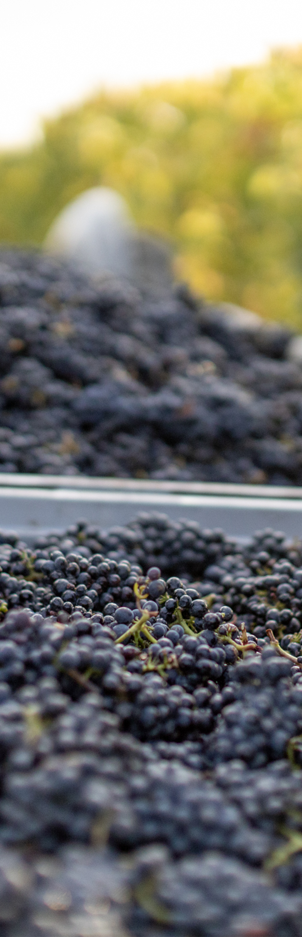 Enduring Cellared Pinots Magnum 3 Pack