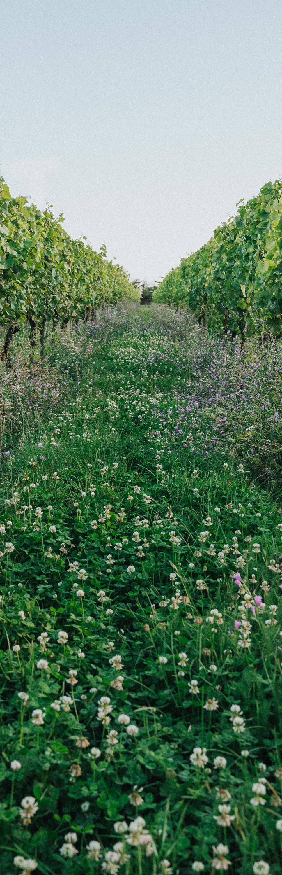 Expressive Aromatics White 750ml 6 Pack