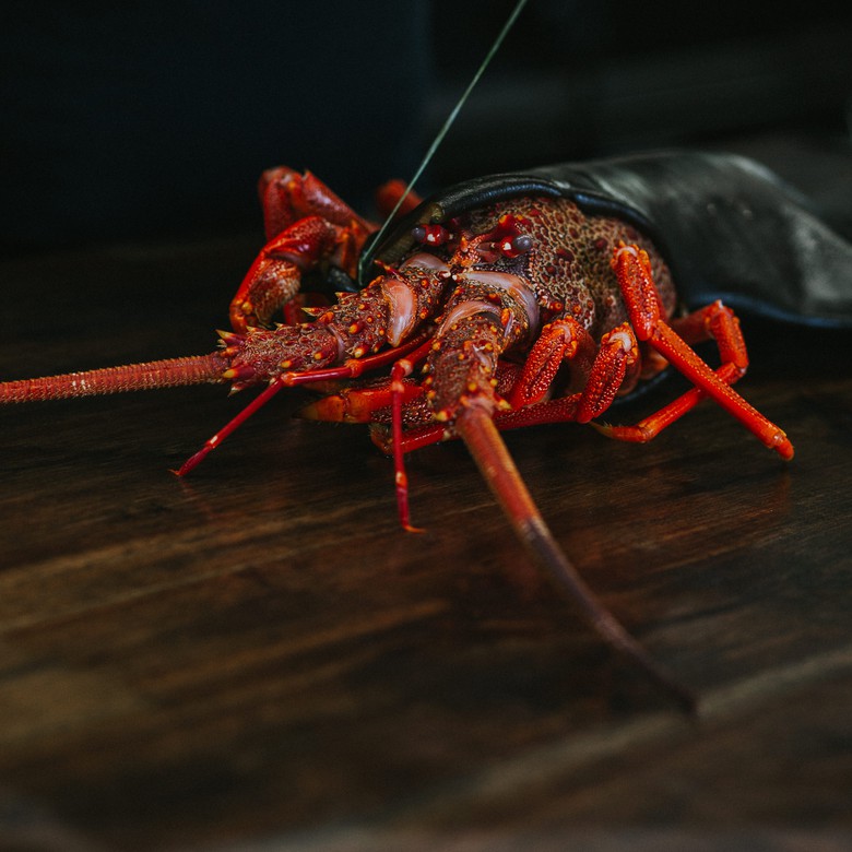  Crayfish